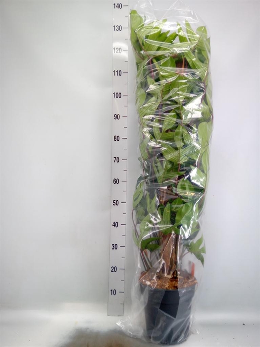<h4>Philodendron pedatum</h4>