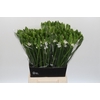 Ornithogalum Mount Fuji