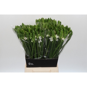 Ornithogalum Mount Fuji