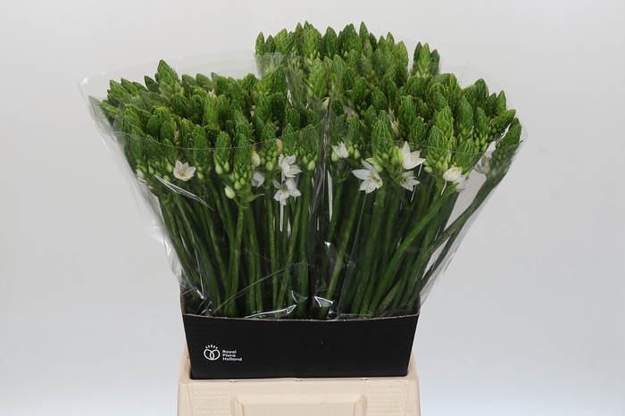 <h4>Ornithogalum Mount Fuji</h4>