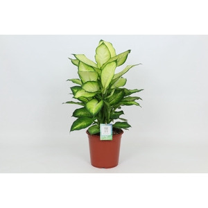 Dieffenbachia Summer Style