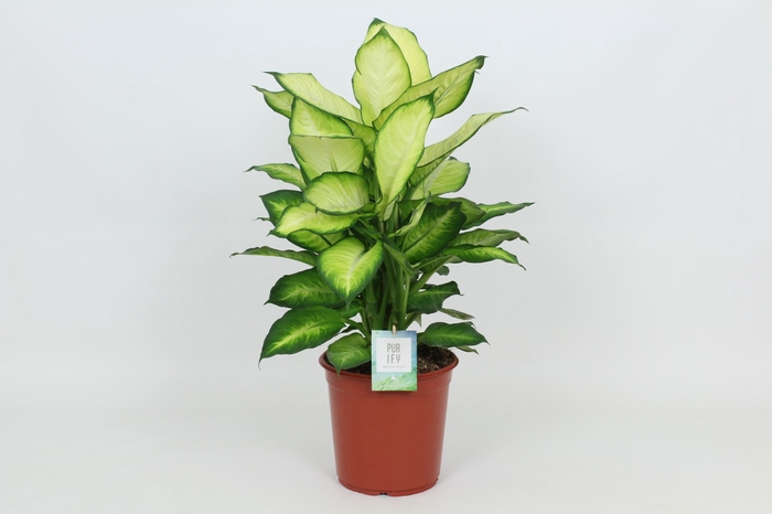 <h4>Dieffenbachia Summer Style</h4>