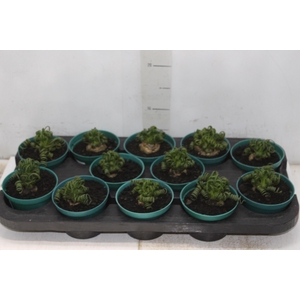 ALBUCA SPIRALIS P11 SEM FLOR