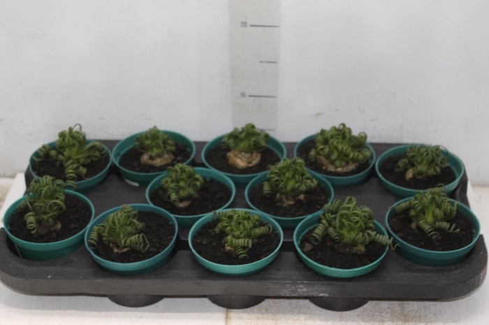 <h4>ALBUCA SPIRALIS P11 SEM FLOR</h4>