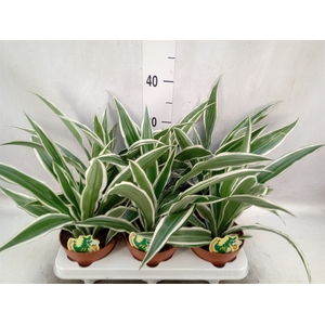 Dracaena fr de 'White Stripe'