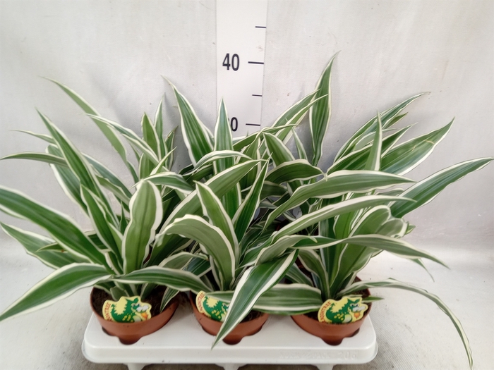 <h4>Dracaena fr de 'White Stripe'</h4>