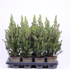 Picea glauca 'Conica'