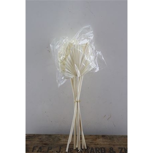 Dried Palm Spear 10pcs Bleached Bun