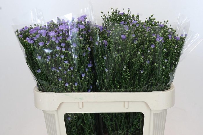 <h4>Aster Cassandra</h4>