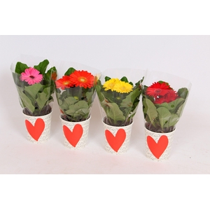 Gerbera in smartcub wit met ROOD HART