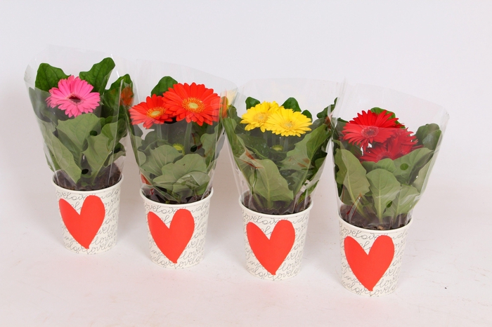 <h4>Gerbera in smartcub wit met ROOD HART</h4>