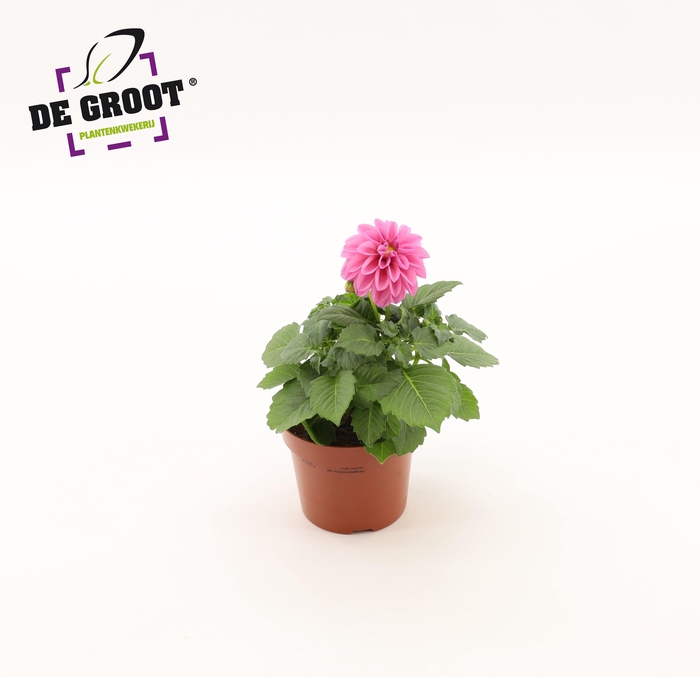<h4>Dahlia (Roze)</h4>