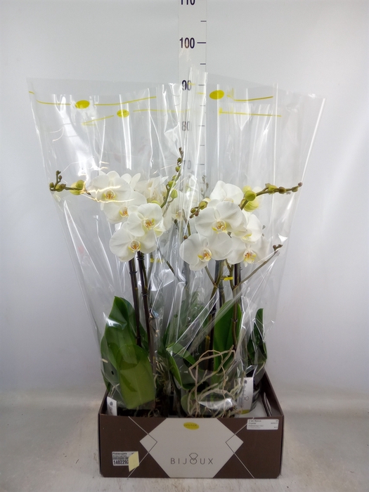 <h4>Phalaenopsis   ...white</h4>