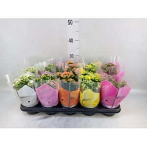 Kalanchoe blos.   ..rosebud mix  5