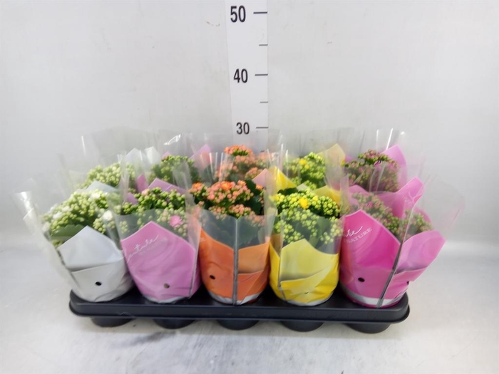 <h4>Kalanchoe blos.   ..rosebud mix  5</h4>