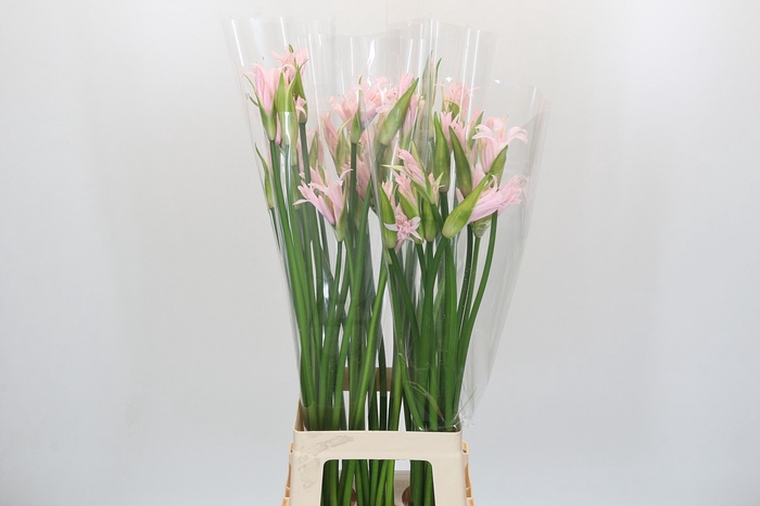 <h4>Nerine Light Pink Elegance</h4>