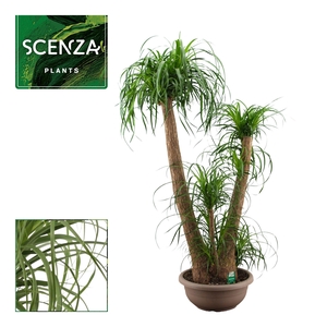 Beaucarnea vertakt 45 cm (Scenza)