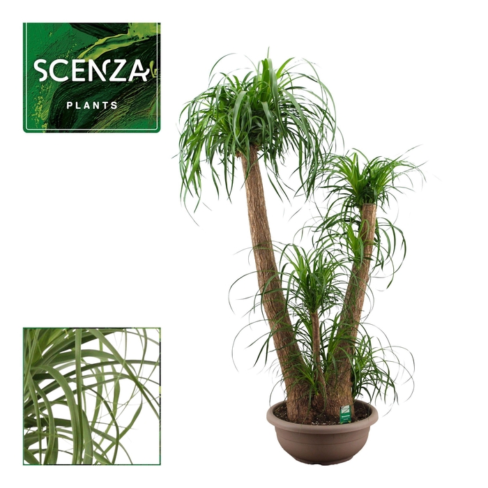 <h4>Beaucarnea vertakt 45 cm (Scenza)</h4>