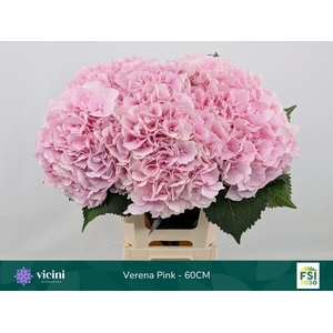 Hydrangea  'Verena'