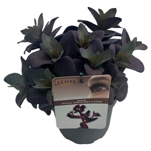 Sedum 'Mojave Jewels Ruby' sense