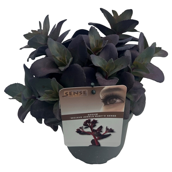 <h4>Sedum 'Mojave Jewels Ruby' sense</h4>