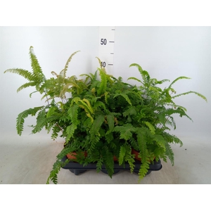 Adiantum hispi. 'Bronze Venus'