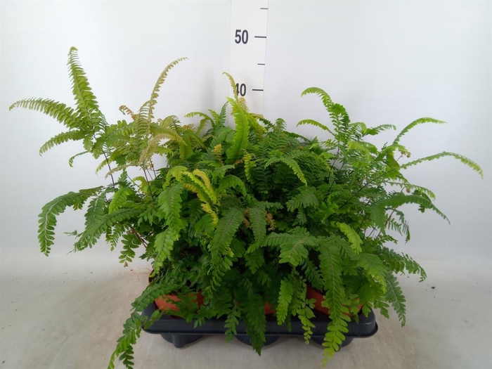 <h4>Adiantum hispi. 'Bronze Venus'</h4>