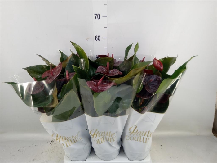 <h4>Anthurium andr. 'FC Tranquil'</h4>