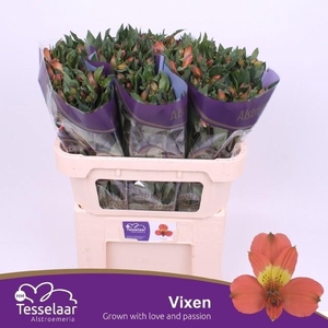 Alstroemeria Vixen