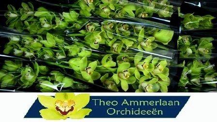 <h4>Ovation Emerald 60</h4>