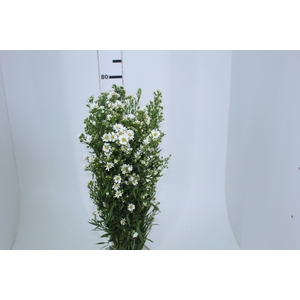 ASTER BRANCO 070 CM