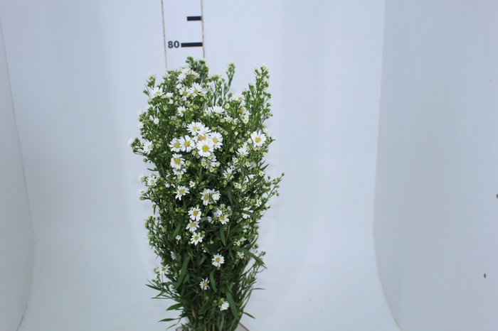 ASTER BRANCO 070 CM