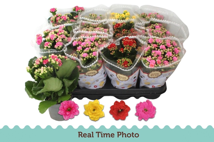 <h4>KAL GE GEM 4 KL</h4>