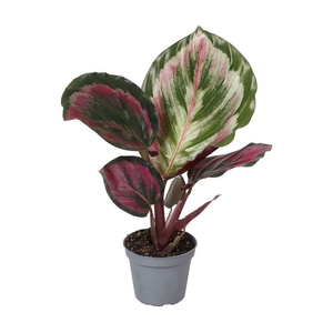 CALATHEA SPECIES p6 Medallion