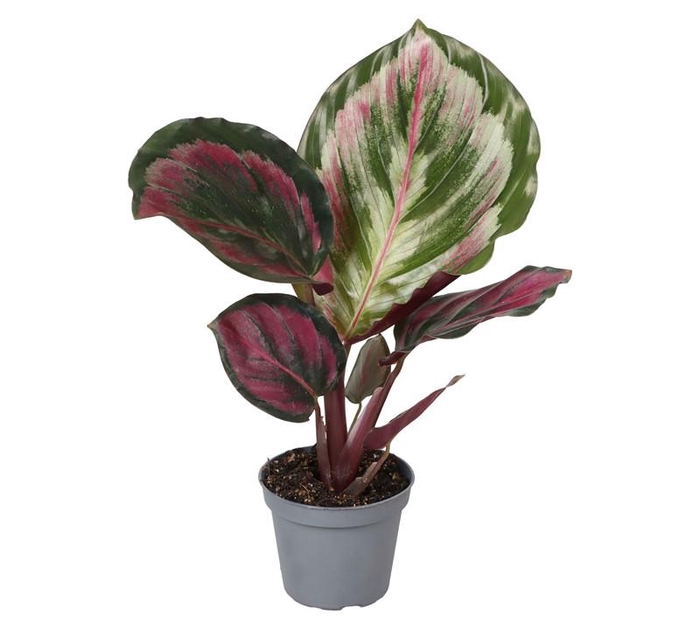 <h4>CALATHEA SPECIES p6 Medallion</h4>