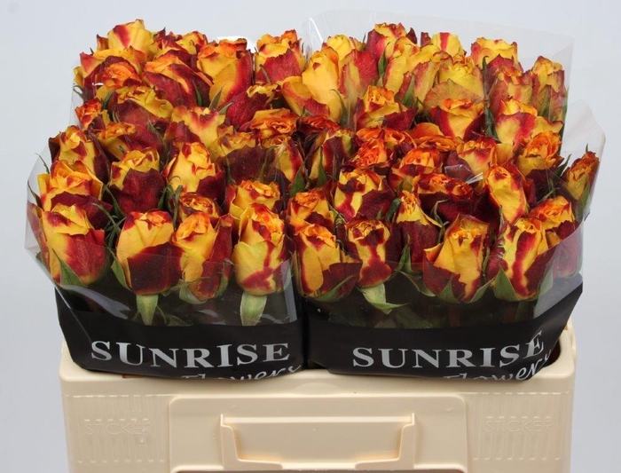 <h4>R GR SILANTOI@</h4>