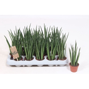 Sansevieria bacularis