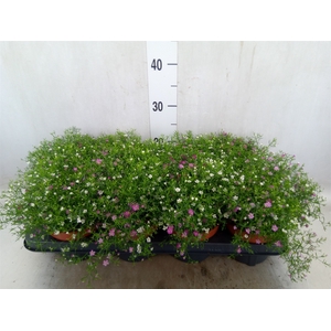 Gypsophila muralis   ...mix /pot