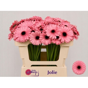 GE MI JOLIE
