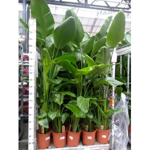 Strelitzia nicolai