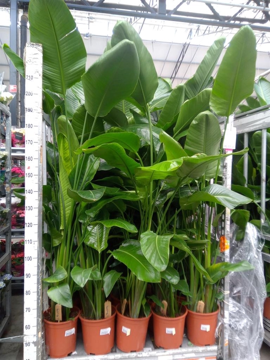 <h4>Strelitzia nicolai</h4>