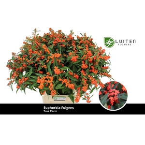 Euph Spray Orange Queen Orange Luiten