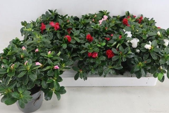 Rhodo Si Vogel Gem