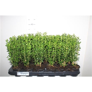 Buxu Sempervirens