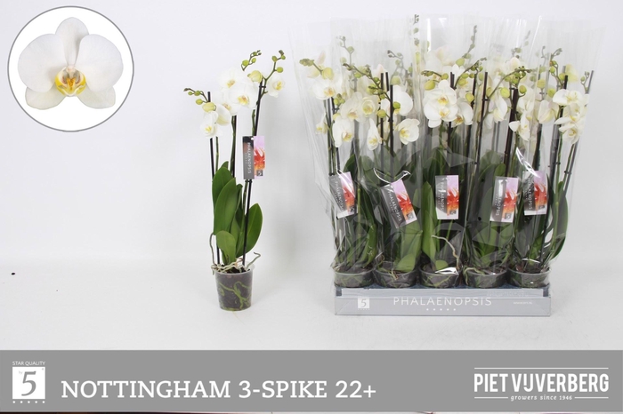 <h4>PHAL AN NOTTINGHAM</h4>