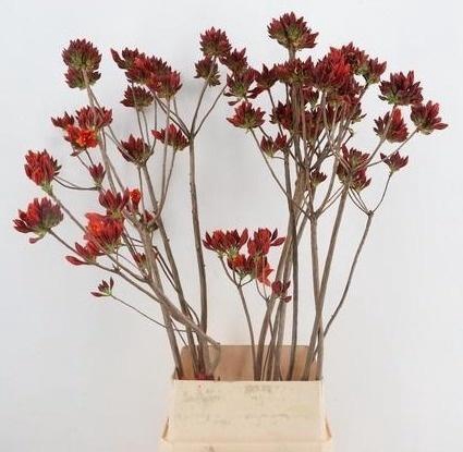 <h4>RHODO OV</h4>