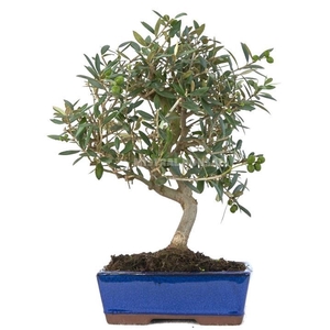 BONSAI GEM