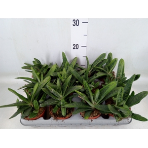 Gasteria  'Little Warty'