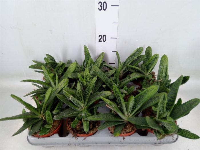 <h4>Gasteria  'Little Warty'</h4>