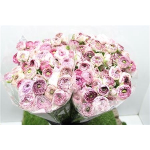 Ranunculus Eleg Cappu Pink